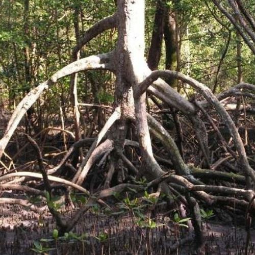 Biogeoquímica ambiosol