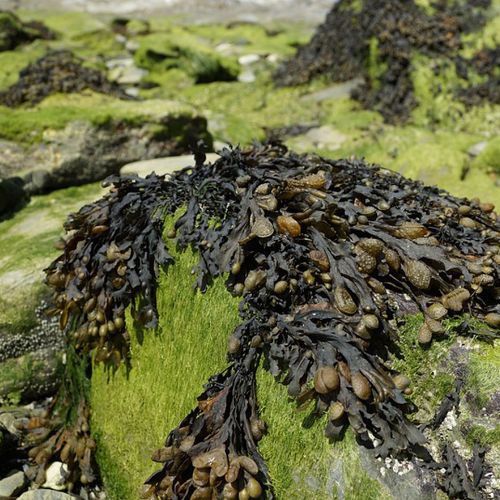 Biomonitorización y Ecotoxicología