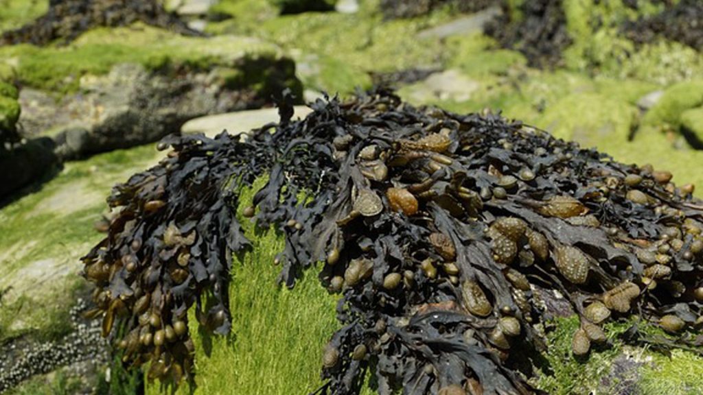 Proyecto CoastProtect Portada